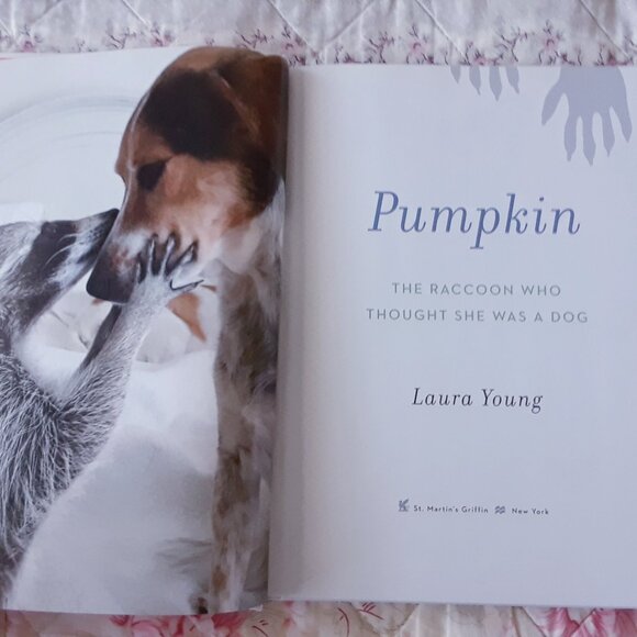 Pumpkin The Raccoon Book - Picture 6 of 9